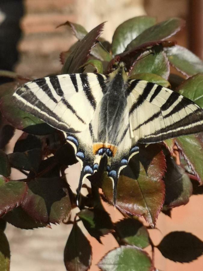 Appartamento Azzurra Roccalbegna Zewnętrze zdjęcie